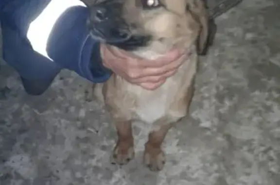 Найдена молодая собака в Челябинске, ищем хозяев.