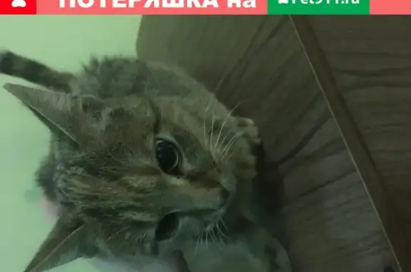 Найдена кошка на ул. Адмирала Руднева 10