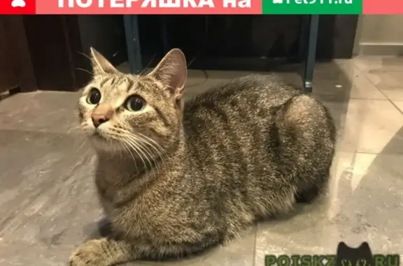 Найдена домашняя кошка на Октябрьском пер. 13, Москва