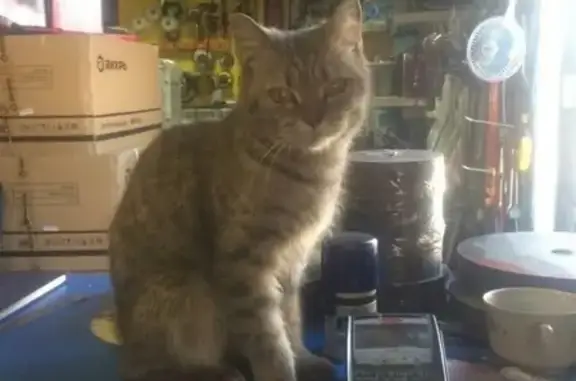 Найдена кошка на Автомобилистов в Магнитогорске