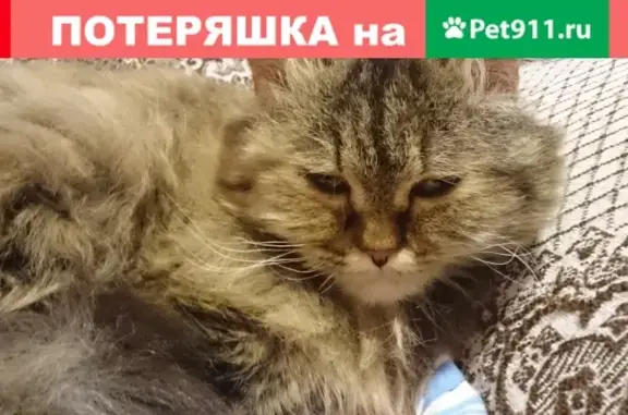 Пропала кошка на ул. Садовая в Алексеевке, Анапа