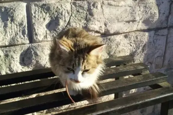 Пропала кошка #елец #потеряна_кошка, 29 ноября, тел. в Липецкой области