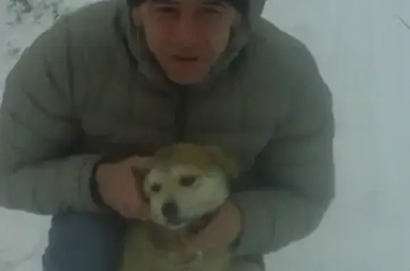 Пропала красная собака в Киржаче