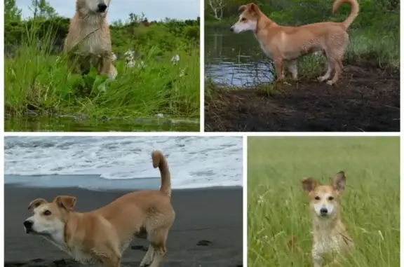 Пропала собака на Вилюйской 43, Петропавловск-Камчатский