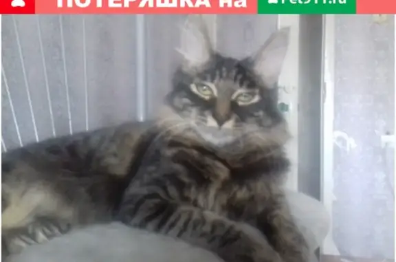 Кошки потеряшки, Улан-Удэ, фото: Потеряшка кошка в пос. Сосновый Бор, Улан-Удэ