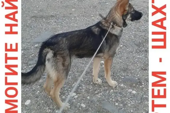 Пропала собака Боня, Артем, ул. Солнечная. Помощь нужна!