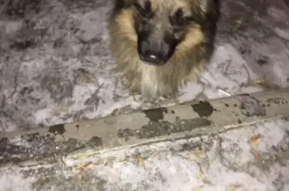 Найдена собака в районе белого бака, проезд Панфиловский!