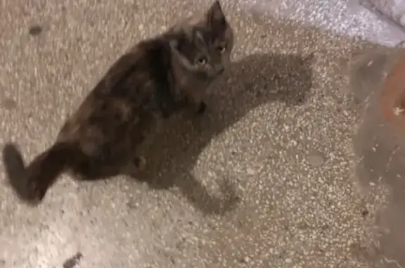 Найдена кошка (Уралмаш, Екатеринбург)