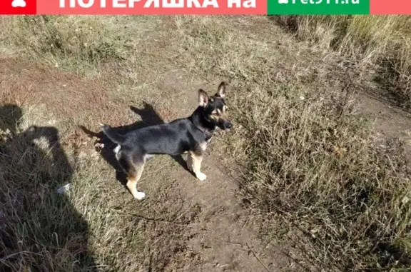 Пропала собака в п. Вива, Рязанская обл.