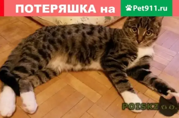 Потерянный котенок Василий ищет дом
