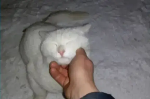Найден белый кот, ищем хозяина в Кургане