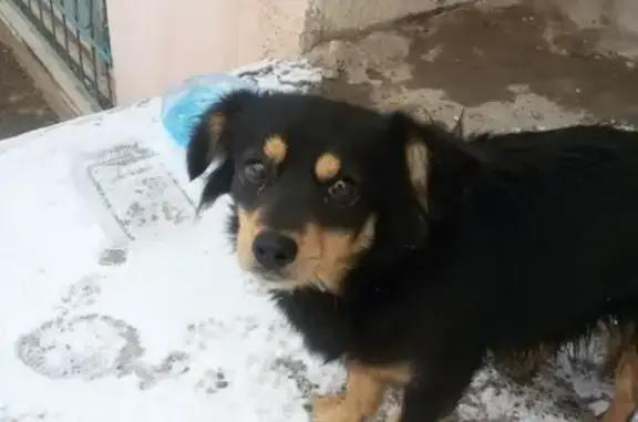 Найдена собака на улице Советской, Волжский