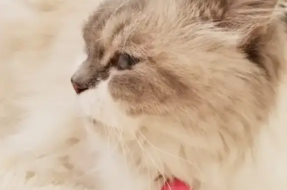 Пропала кошка Алиса в Воронеже с розовым жетоном.