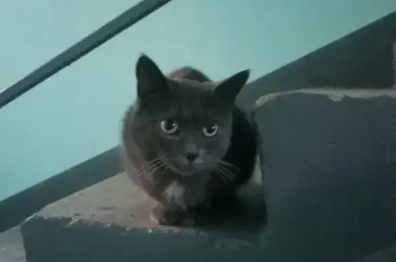Потерянная кошка на ген. Кузнецова, Москва