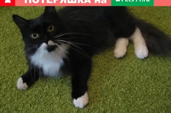 Пропала кошка Сима в Всеволожском районе