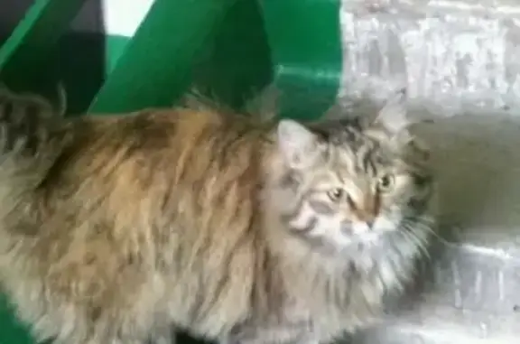 Найдена пушистая кошка в Черногорске, ищем хозяев