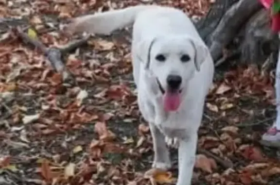 Пропала собака Лори в Краснодарском крае