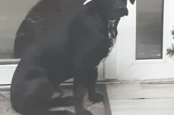 Найден пес в 9 микрорайоне Ачинска