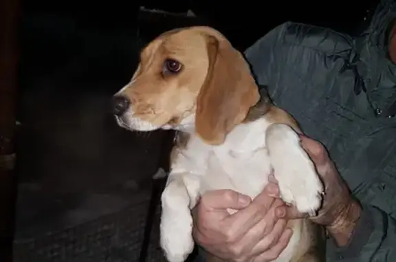 Найдена собака в Ростоши, ищем хозяев!