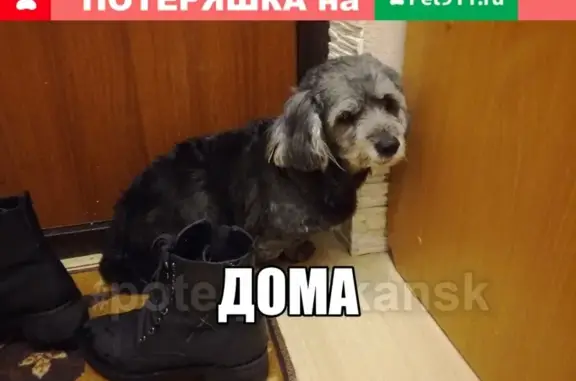 Найдена собака на улице Высоцкого в Новосибирске