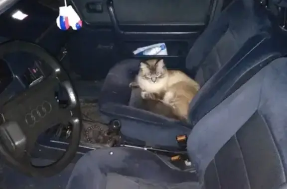 Пропал кот Матвей в Славске, Калининградская область