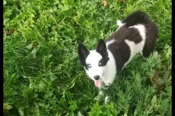 Собаки потеряшки, Суйда, фото: Потеряшка собака в Суйде, Воскресенское: щенок Якутской лайки Альма, черно-белый окрас.