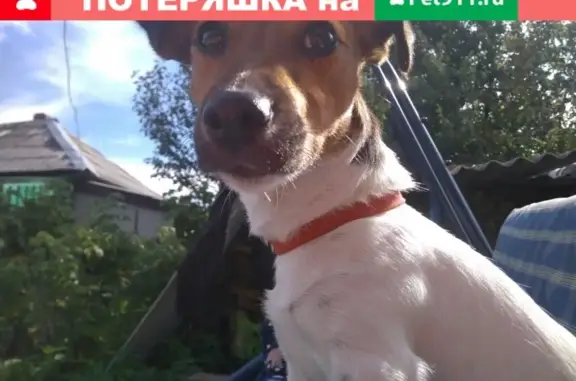 Пропала собака в Нижнем Новгороде, вознаграждение за находку.