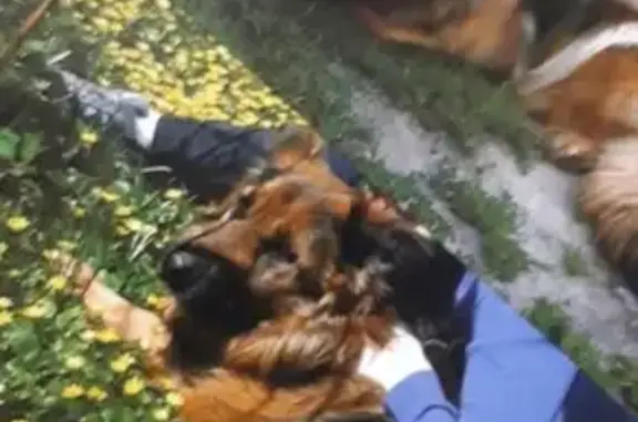Пропала собака в Гвардейске, Калининградская область