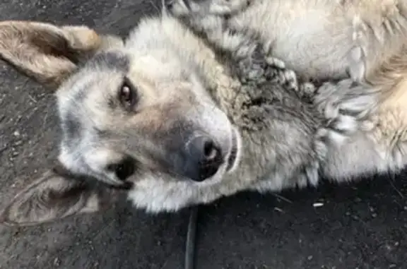 Собаки потеряшки, Нюрба, фото: Потеряшка собака «Чолбон» в Нюрбе, Республика Саха (Якутия)