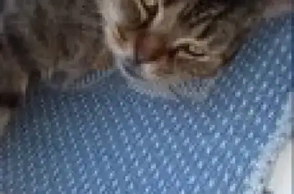 Потерянные животные Ярославль, фото: Пропал кот Шурик в Ярославле, район Красный перекоп