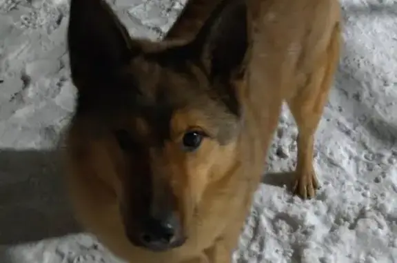 Найден молодой рыжий пес в пос. Агролес, Бердск, возможно потерян в районе Спортивной, Барнаульской улицы.