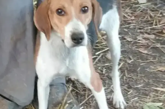 Собаки потеряшки, Забурдяевское сельское поселение, фото: Потеряшка собака Альта в Урюпинском районе