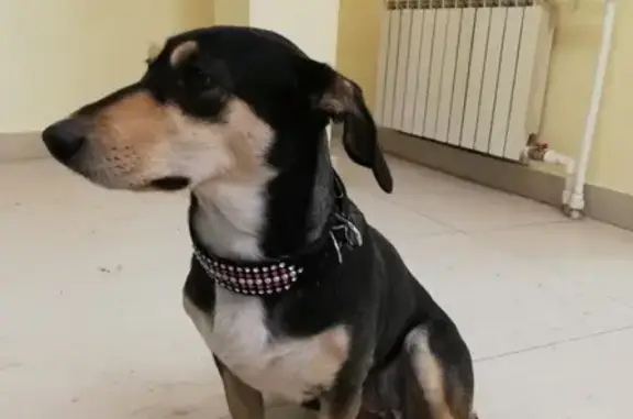 Найдена собака во 2 мкр. Благовещенска, ищет дом