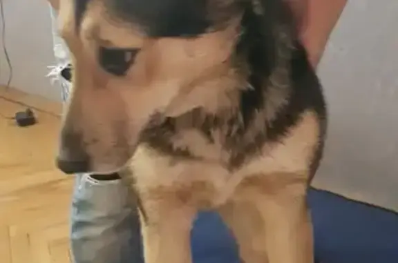 Найдена собака на Новодевичьей набережной, 9-10 мес, кастрирован, чипован.