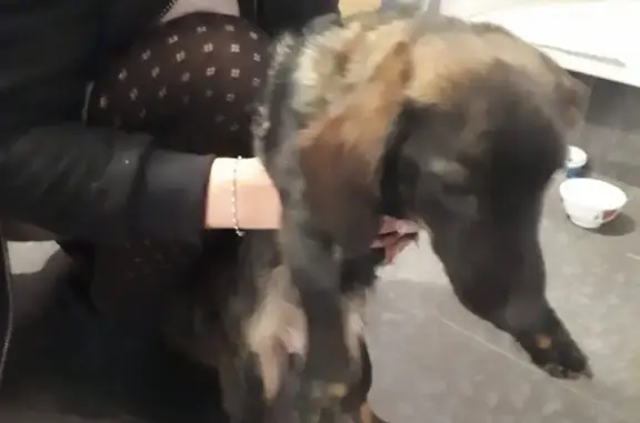 Собака с красным ошейником в Бердске
