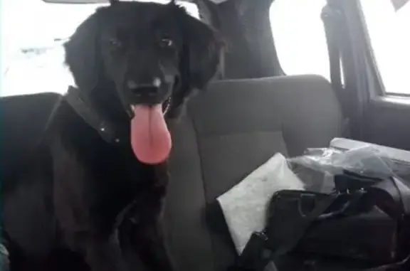Найдена черная собака возле Оптики на Тверском проспекте