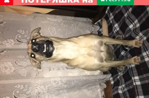 Найдена собака, Москва, фото: Найдена собака в Москве на проезде Черепановых, дом 64Ас1