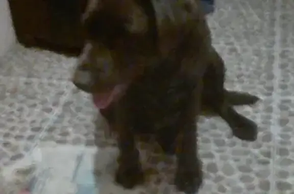 Найдена собака с клеймом в Михайловске, Шпаковский район