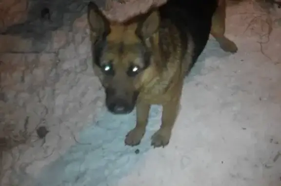 Найдена собака Кабель в Оренбурге, 460045