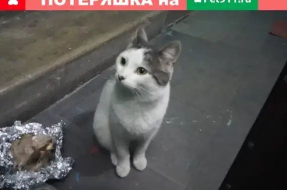 Найдена кошка на ул. Лавочкина, 48к1 в Москве