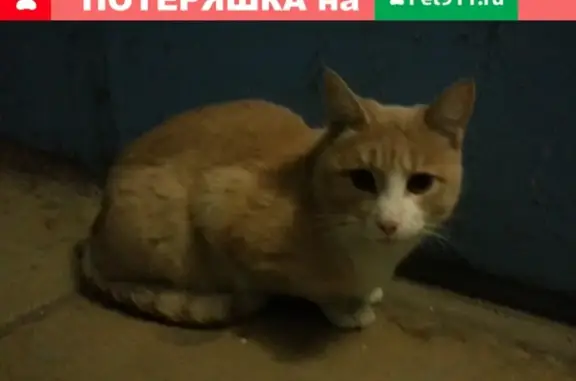 Найдена кошка по адресу Республики 229 в Тюмени