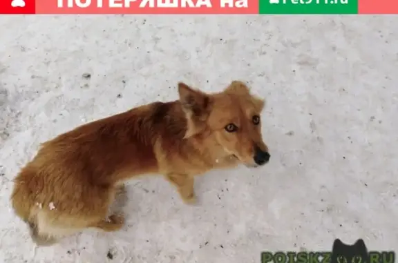 Найдена рыжая собачка на остановке в Кургане