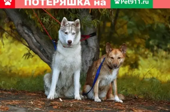 Пропала собака Хаски Майя в Ивановской области