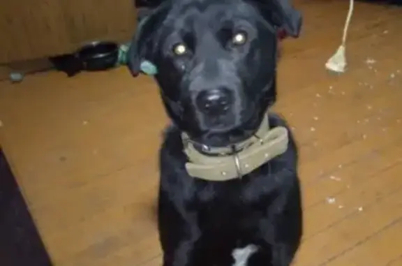 Пропала собака на ул. Октябрьской, Горно-Алтайск.