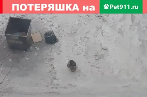 Найдена пушистая собака на Дземгах, Комсомольск-на-Амуре