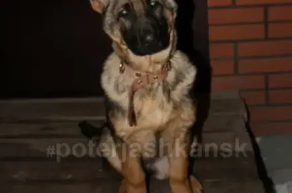 Пропала собака Урсула в Южном районе Ленинского