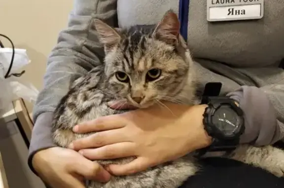 Потерянные животные Сочи, фото: Пропала собака на ул. Крымская, район Мамайки