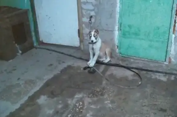 Пропал щенок алабая возрастом 3,5 месяца в Коровино, Липецк