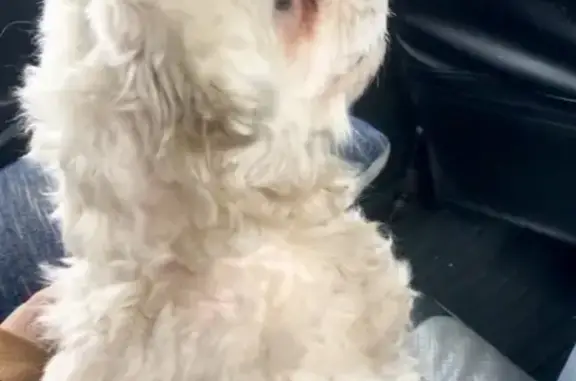 Собаки потеряшки, Нижний Новгород, фото: Потеряшка собака в Нижнем Новгороде, помогите!