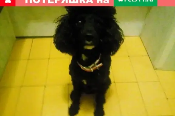 Пропала собака в Кировском районе, кличка Бэрик, на левом глазу бельмо.